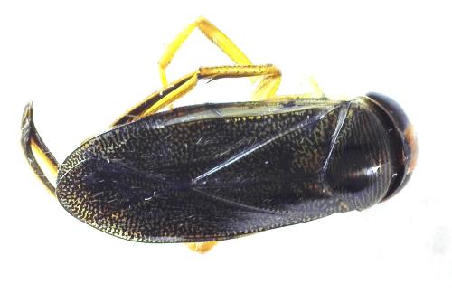 Réf. 354 490 : Corixa punctata