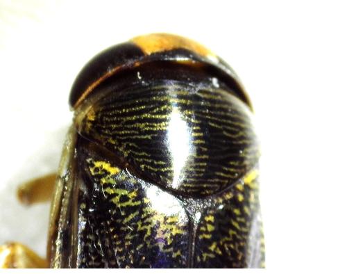 Corixa punctata