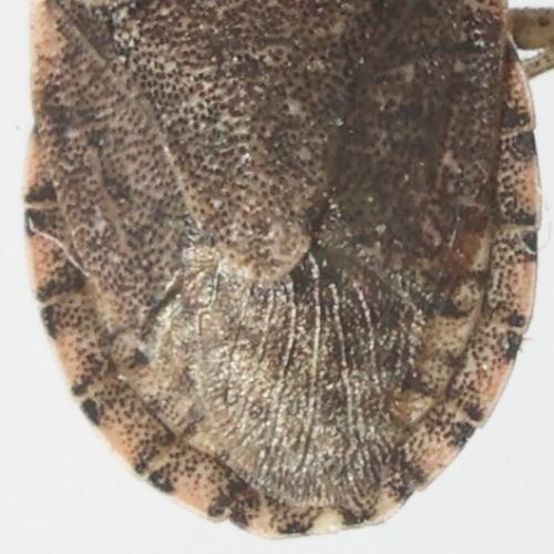 Réf. 354 206 : Sciocoris sideritidis