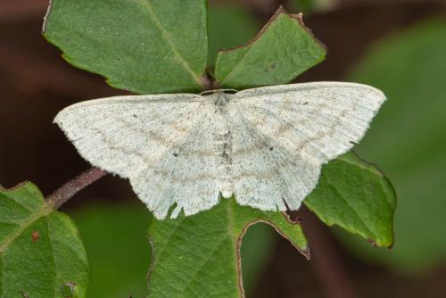 Réf. 354 871 : Scopula nigropunctata