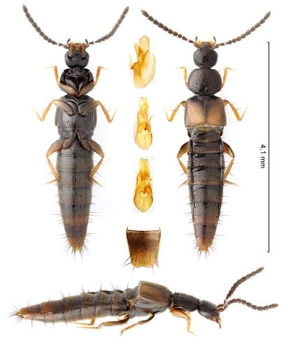 Atheta longicornis