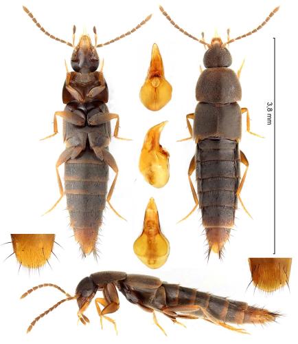 Réf. 354 960 : Myllaena elongata