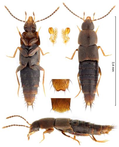 Réf. 354 961 : Myllaena elongata