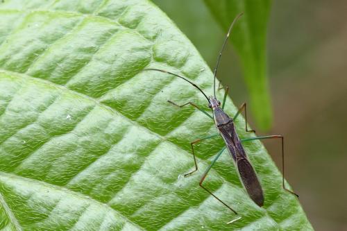 Stenocoris sp.