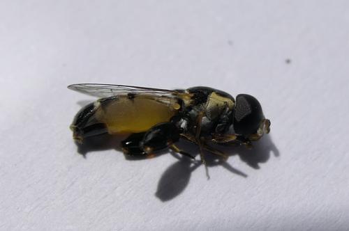 Syritta sp.