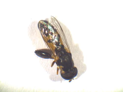 Syritta sp.
