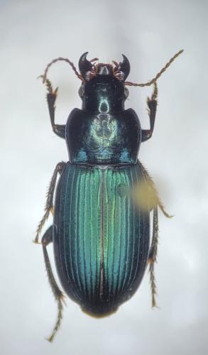 Harpalus honestus