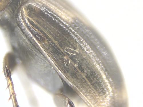 Réf. 354 341 : Melinopterus sp.