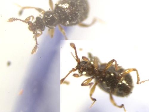 Réf. 354 585 : Bryaxis pandellei