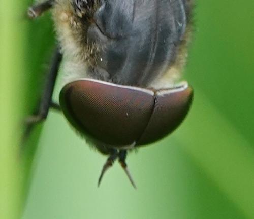 Tabanus maculicornis