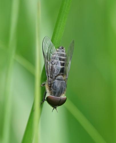 Tabanus maculicornis
