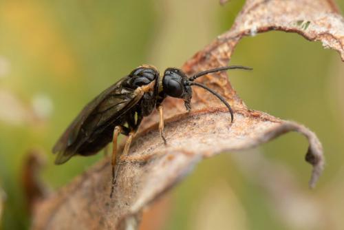 Réf. 354 377 : Monophadnoides ruficruris