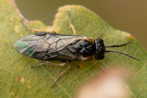 Réf. 354 376 : Monophadnoides ruficruris