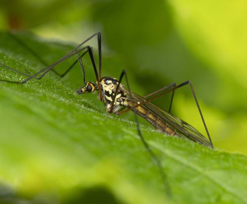 Nephrotoma appendiculata
