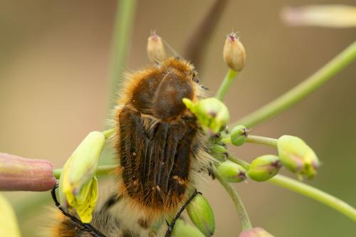Tropinota squalida