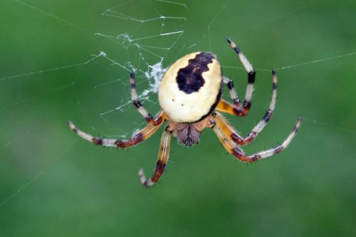Araneus marmoreus