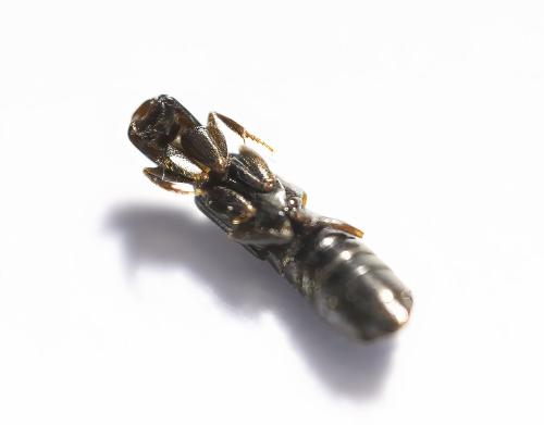 Réf. 354 642 : Xantholinini inconnu