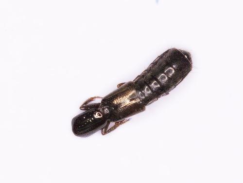 Réf. 354 645 : Xantholinini inconnu