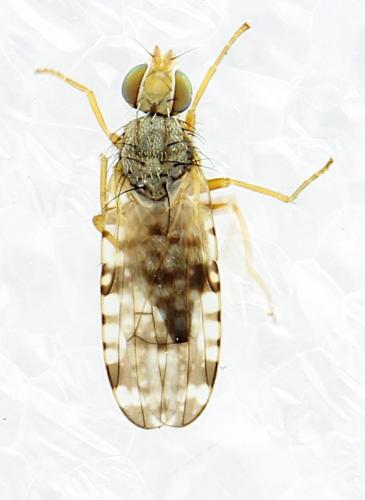Réf. 354 008 : Dioxyna bidentis
