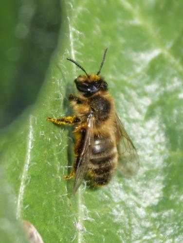 Andrena nigroaenea