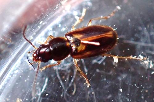 Acupalpus maculatus