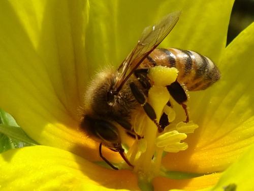 Réf. 354 927 : Apis mellifera