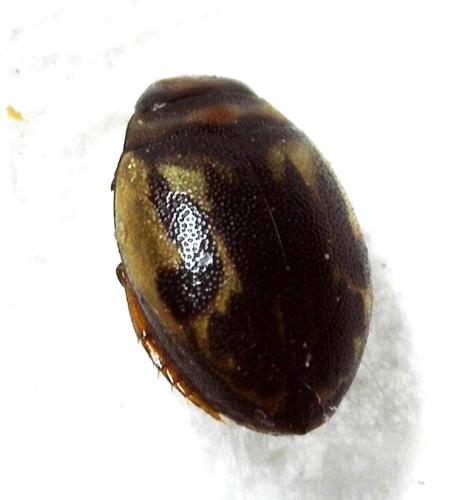 Hygrotus inaequalis