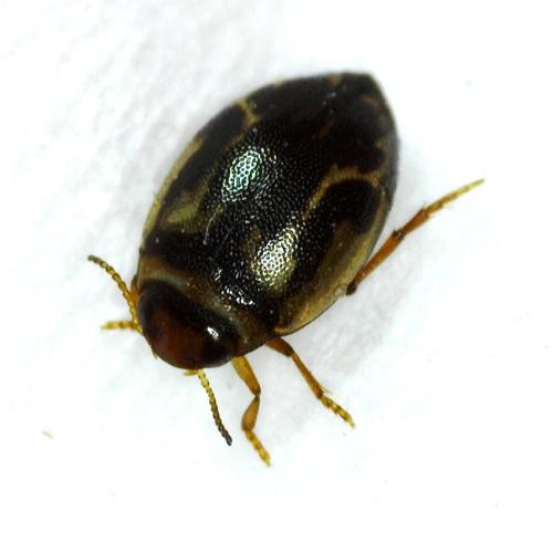 Réf. 354 852 : Hygrotus inaequalis