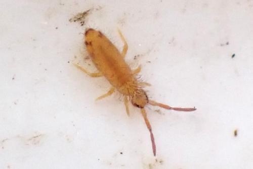 Entomobrya nicoleti