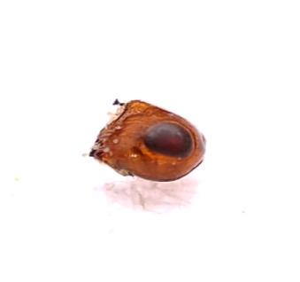 Cerocephala rufa