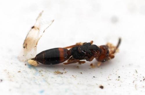 Cerocephala rufa