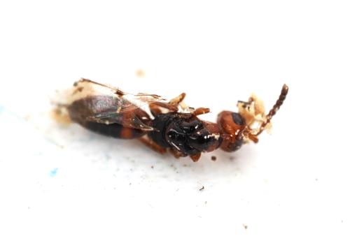 Cerocephala rufa
