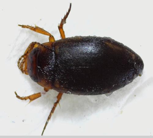 Hydroporus palustris