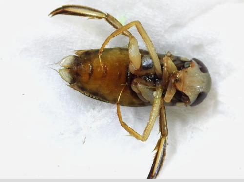 Corixa punctata