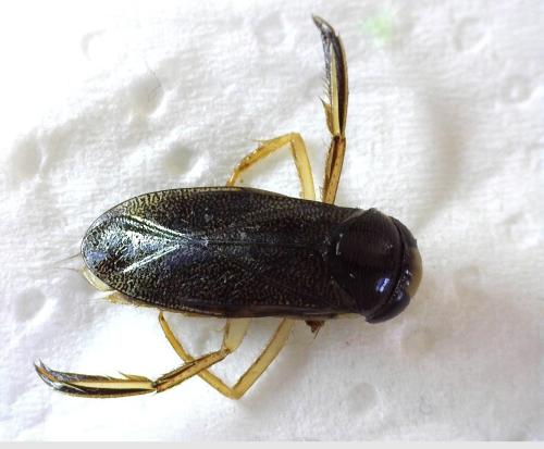 Réf. 354 379 : Corixa punctata