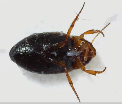 Hydroporus palustris