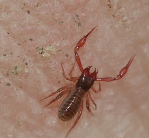 Chthonius ischnocheles