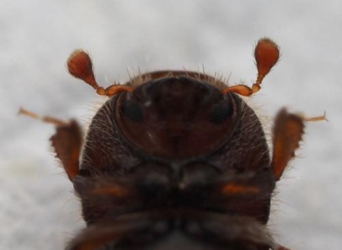 Réf. 354 172 : Dactylotrypes longicollis