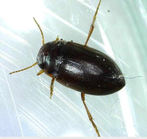 Hydroporus gyllenhalii