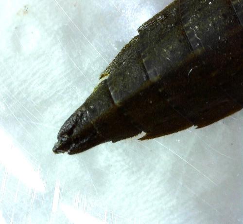 Brachytron pratense