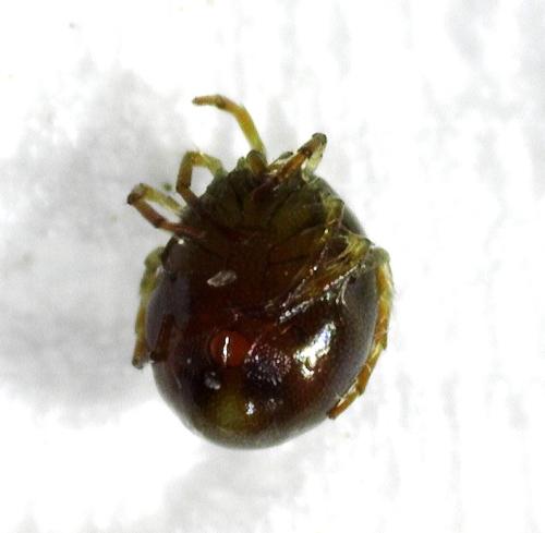 Réf. 354 527 : Arrenurus sp.