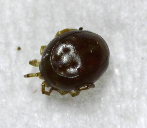Réf. 354 526 : Arrenurus sp.