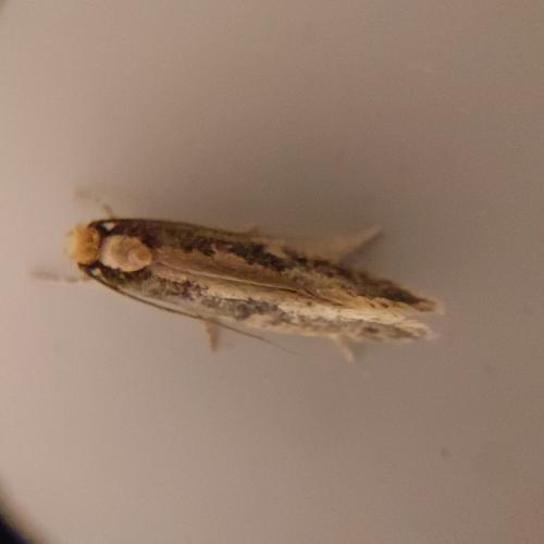Monopis crocicapitella