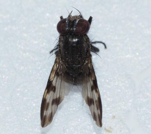 Cyrtoneuropsis sp.