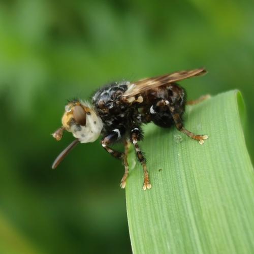 Myopa picta