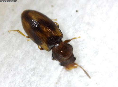 Réf. 354 719 : Lissodema lituratum