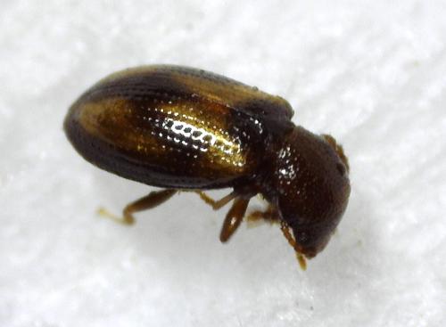 Réf. 354 718 : Lissodema lituratum
