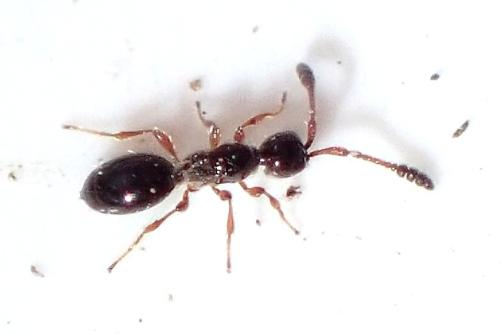 Spilomicrus antennatus