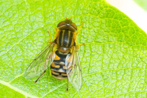 Réf. 354 892 : Parhelophilus versicolor