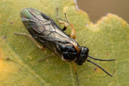 Réf. 354 387 : Monophadnoides ruficruris